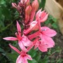 Lobelia " Fan " Salmon (Lobelia speciosa)