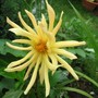 Dahlia (Dahlia)