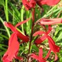 Lobelia Queen Victoria (Lobelia cardinalis)