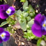 Pansies