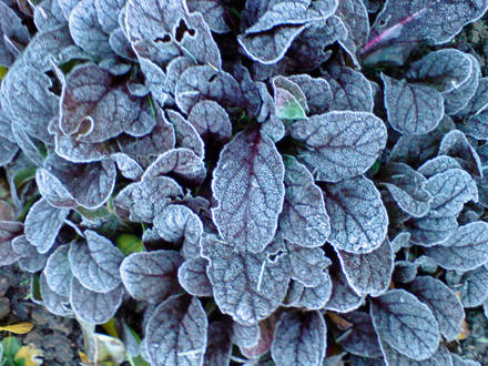 winter has arrived in essex! (Ajuga reptans (Bugle))