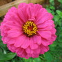 Zinnia (Zinnia elegans)