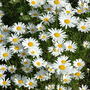 Leucanthemum vulgare