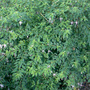 Fuchsia Magellanica Alba (Fuchsia magellanica (Hardy fuchsia))