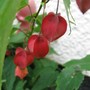 Abutilon Megapotaicum (Abutilon Megapotamicum)