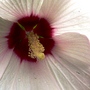 Hibiscus moscheutos