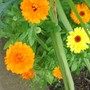 English Marigold, s (calendula)