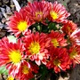 Red Chrysanths settling in to their new home in the red border at the front. (Chrysanthemum maximowiczii)
