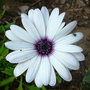 White Ostespermum in the blue border in front garden. (Osteospermum)
