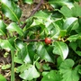 Holly Blue Angel. For garden record. (Ilex meserveae)