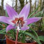 Dog Tooth Violet (Erythronium deris-canis)