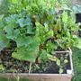 Veg Plot aug 08
