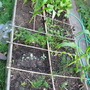 veg plot 2 aug 08