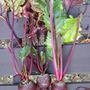 First baby Beetroot