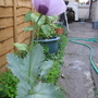 Poppy purple