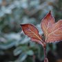 Weigela florida