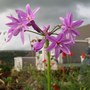 Tulbaghia violacea
