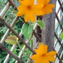 Annee_flowers_005