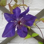Clematis 1