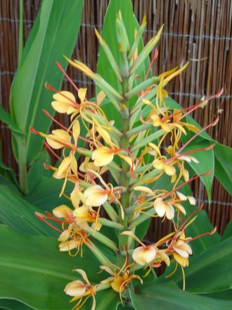 Ginger Lily (Hedychium 'Tara')