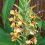 Annee_flowers_003