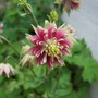 Aquilegia 'Nora Barlow'