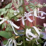Campanula 'Beautiful Truth'