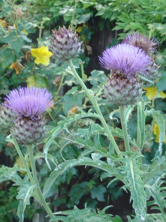 Cardoon (Cynara cardunculus)