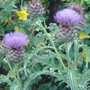 Annee_flowers_006