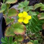 Geum species plant Ex. India