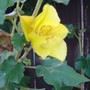 Annee_flowers_009