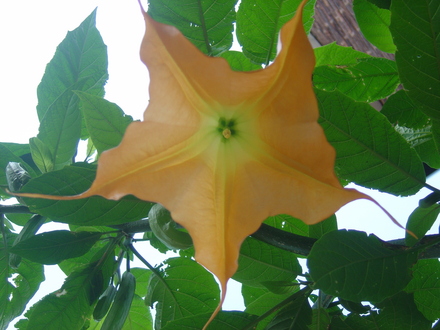 Angels Trumpet (Brugmansia yellow)