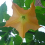Brugmansia_004