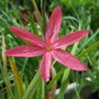 Schizostylis 'Strawberry'