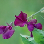 Lathyrus odoratus