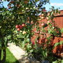 APPLE TREE