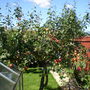 MY APPLE TREE