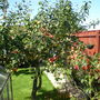 MY APPLE TREE