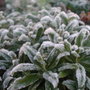 Frosted_calceolaria
