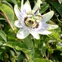 Passion flower out at last! (Passiflora caerulea (Passion flower))