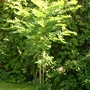 Robinia (Robinia)