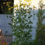 Coneflower