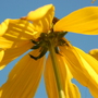 Yellow Coneflower