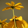 A garden flower photo