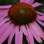 Purple Coneflower (Echinacea purpurea (Coneflower) "Magnus")