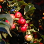 Bumper Crop
