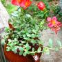 Purslane teapot