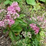 Sedum Spectabilis (Stonecrop) just coming into flower. (Sedum spectabile (Ice plant))