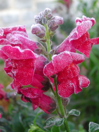 Frosty_Antirrhinum.jpg