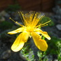 Alpines Hypericum 1 (Hypericum Polyphyllum)